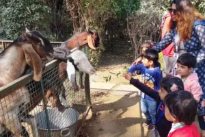 Students of the class Nursery visited the Mowgli farm Where they enjoyed-3