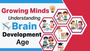 Read more about the article Brain Development Age: A Simple Guide